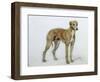 A Fawn Greyhound, 1897-Cecil Aldin-Framed Giclee Print