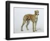 A Fawn Greyhound, 1897-Cecil Aldin-Framed Giclee Print