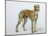 A Fawn Greyhound, 1897-Cecil Aldin-Mounted Giclee Print