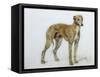 A Fawn Greyhound, 1897-Cecil Aldin-Framed Stretched Canvas