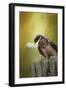 A Feather for Her Nest-Jai Johnson-Framed Giclee Print