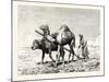 A Fellah Ploughing, Egypt, 1879-null-Mounted Giclee Print