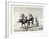 A Fellah Ploughing, Egypt, 1879-null-Framed Giclee Print