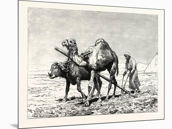 A Fellah Ploughing, Egypt, 1879-null-Mounted Giclee Print
