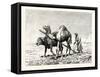 A Fellah Ploughing, Egypt, 1879-null-Framed Stretched Canvas