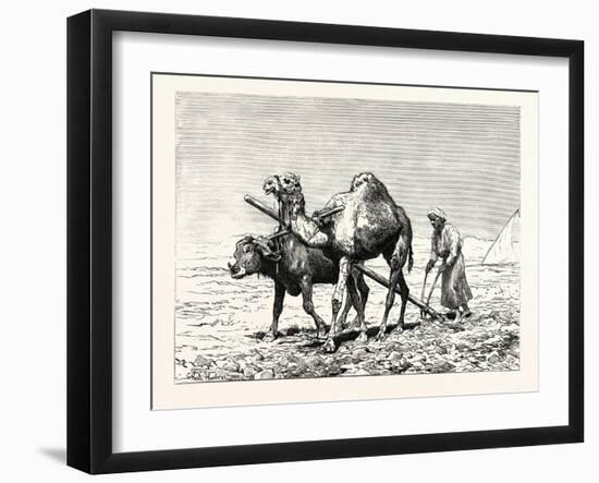 A Fellah Ploughing, Egypt, 1879-null-Framed Giclee Print