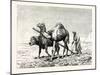 A Fellah Ploughing, Egypt, 1879-null-Mounted Giclee Print