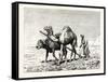 A Fellah Ploughing, Egypt, 1879-null-Framed Stretched Canvas