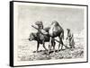 A Fellah Ploughing, Egypt, 1879-null-Framed Stretched Canvas