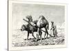 A Fellah Ploughing, Egypt, 1879-null-Stretched Canvas
