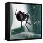 A Female Black Widow Spider-null-Framed Stretched Canvas