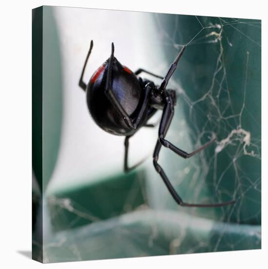 A Female Black Widow Spider-null-Stretched Canvas