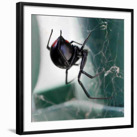 A Female Black Widow Spider-null-Framed Photographic Print