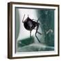 A Female Black Widow Spider-null-Framed Photographic Print