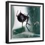 A Female Black Widow Spider-null-Framed Photographic Print