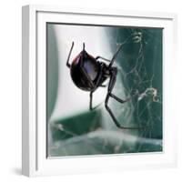 A Female Black Widow Spider-null-Framed Photographic Print