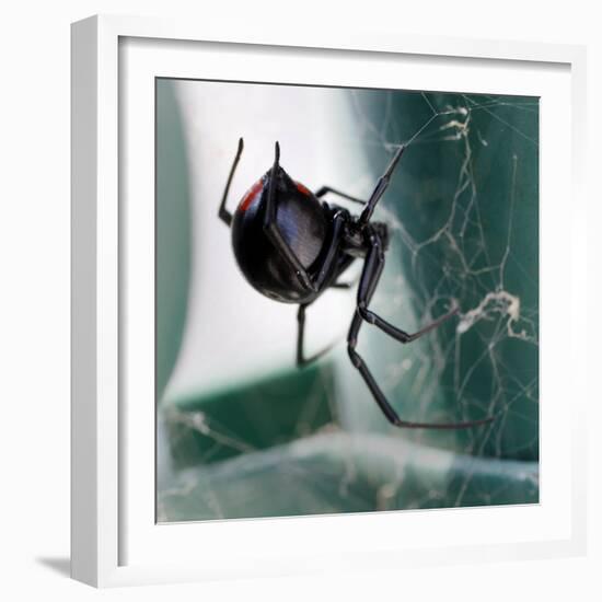 A Female Black Widow Spider-null-Framed Photographic Print