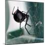 A Female Black Widow Spider-null-Mounted Photographic Print