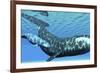 A Female Bowhead Whale Swims with Her Calf Through Ocean Waters-null-Framed Art Print