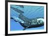 A Female Bowhead Whale Swims with Her Calf Through Ocean Waters-null-Framed Art Print