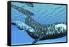 A Female Bowhead Whale Swims with Her Calf Through Ocean Waters-null-Framed Stretched Canvas