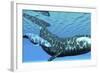 A Female Bowhead Whale Swims with Her Calf Through Ocean Waters-null-Framed Art Print