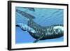 A Female Bowhead Whale Swims with Her Calf Through Ocean Waters-null-Framed Art Print