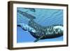 A Female Bowhead Whale Swims with Her Calf Through Ocean Waters-null-Framed Premium Giclee Print