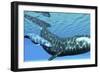 A Female Bowhead Whale Swims with Her Calf Through Ocean Waters-null-Framed Premium Giclee Print