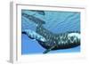 A Female Bowhead Whale Swims with Her Calf Through Ocean Waters-null-Framed Premium Giclee Print