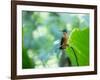 A Female Brazilian Ruby, Clytolaema Rubricauda, Hummingbird Perching on Twig-Alex Saberi-Framed Photographic Print