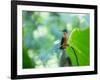 A Female Brazilian Ruby, Clytolaema Rubricauda, Hummingbird Perching on Twig-Alex Saberi-Framed Photographic Print