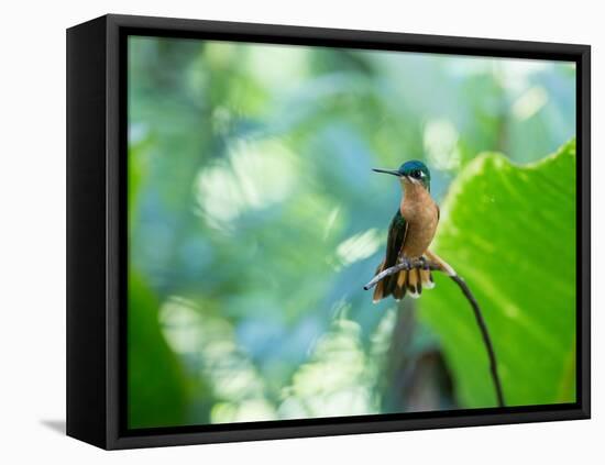 A Female Brazilian Ruby, Clytolaema Rubricauda, Hummingbird Perching on Twig-Alex Saberi-Framed Stretched Canvas