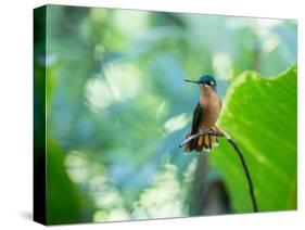 A Female Brazilian Ruby, Clytolaema Rubricauda, Hummingbird Perching on Twig-Alex Saberi-Stretched Canvas