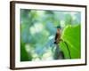 A Female Brazilian Ruby, Clytolaema Rubricauda, Hummingbird Perching on Twig-Alex Saberi-Framed Photographic Print