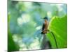 A Female Brazilian Ruby, Clytolaema Rubricauda, Hummingbird Perching on Twig-Alex Saberi-Mounted Photographic Print