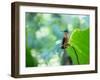 A Female Brazilian Ruby, Clytolaema Rubricauda, Hummingbird Perching on Twig-Alex Saberi-Framed Photographic Print