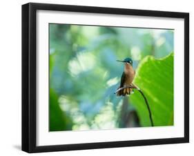 A Female Brazilian Ruby, Clytolaema Rubricauda, Hummingbird Perching on Twig-Alex Saberi-Framed Photographic Print