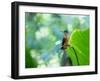 A Female Brazilian Ruby, Clytolaema Rubricauda, Hummingbird Perching on Twig-Alex Saberi-Framed Photographic Print