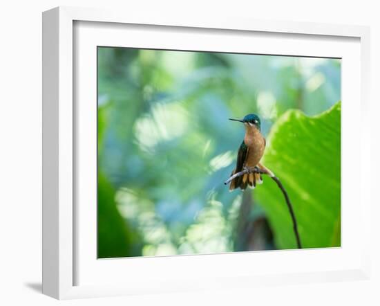 A Female Brazilian Ruby, Clytolaema Rubricauda, Hummingbird Perching on Twig-Alex Saberi-Framed Photographic Print