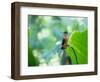 A Female Brazilian Ruby, Clytolaema Rubricauda, Hummingbird Perching on Twig-Alex Saberi-Framed Photographic Print