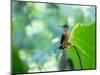 A Female Brazilian Ruby, Clytolaema Rubricauda, Hummingbird Perching on Twig-Alex Saberi-Mounted Photographic Print