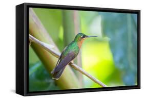 A Female Brazilian Ruby, Clytolaema Rubricauda, Perching on Branch in Ubatuba, Brazil-Alex Saberi-Framed Stretched Canvas