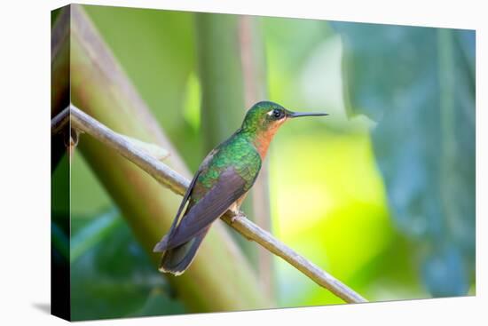 A Female Brazilian Ruby, Clytolaema Rubricauda, Perching on Branch in Ubatuba, Brazil-Alex Saberi-Stretched Canvas