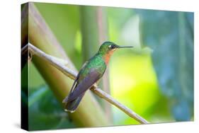 A Female Brazilian Ruby, Clytolaema Rubricauda, Perching on Branch in Ubatuba, Brazil-Alex Saberi-Stretched Canvas