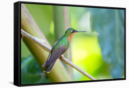 A Female Brazilian Ruby, Clytolaema Rubricauda, Perching on Branch in Ubatuba, Brazil-Alex Saberi-Framed Stretched Canvas