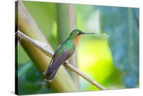 A Female Brazilian Ruby, Clytolaema Rubricauda, Perching on Branch in Ubatuba, Brazil-Alex Saberi-Stretched Canvas