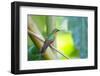 A Female Brazilian Ruby, Clytolaema Rubricauda, Perching on Branch in Ubatuba, Brazil-Alex Saberi-Framed Photographic Print