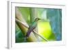 A Female Brazilian Ruby, Clytolaema Rubricauda, Perching on Branch in Ubatuba, Brazil-Alex Saberi-Framed Photographic Print