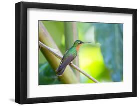 A Female Brazilian Ruby, Clytolaema Rubricauda, Perching on Branch in Ubatuba, Brazil-Alex Saberi-Framed Premium Photographic Print